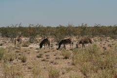 amir-mortezaie-_h_ZXgq7mag-unsplash