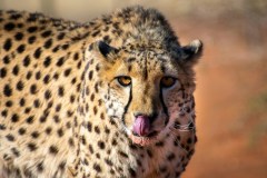 andreas-vonlanthen-bAUQbkGIblc-unsplash