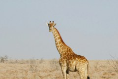 anna-sullivan-yiOB97kM9iA-unsplash