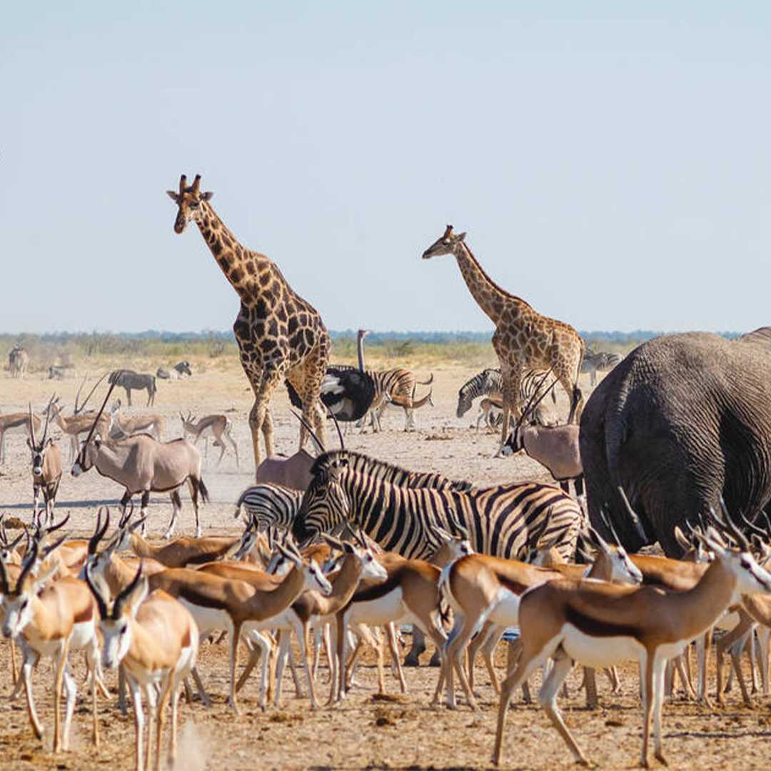 Etosha National Park