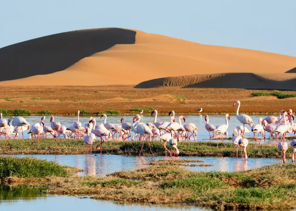 16028480-flamingos-in-a-lagoon-at-walvis-bay