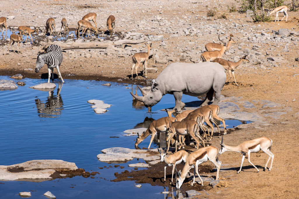 Black-rhino-waterhole-Etosha-National-Park-Namibia-98