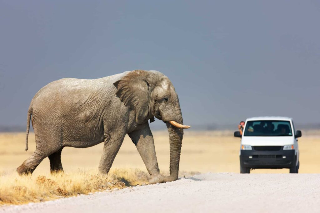 Etosha-National-Park-In-Namibia