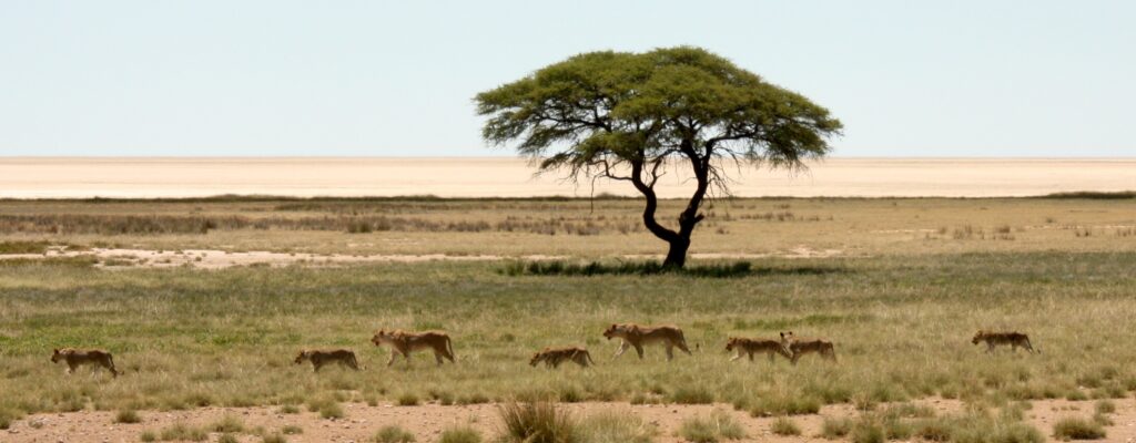 lion-pride-in-etosha-gail-thomson