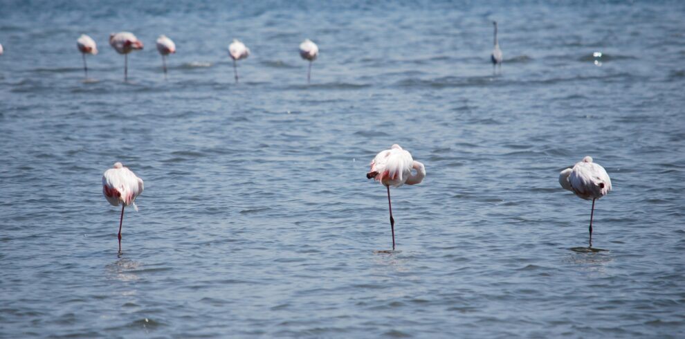 nicolas-cortois-d93mO43yD2k-unsplash